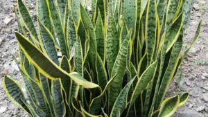 Sansevieria inclinata: quando il problema è nel vaso e quando nella crescita verso la luce