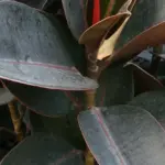 Ficus elastica che perde foglie dopo uno spostamento: perché cambiare stanza può contare più dell’acqua