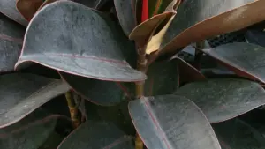 Ficus elastica che perde foglie dopo uno spostamento: perché cambiare stanza può contare più dell’acqua