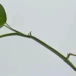 Talea di pothos in acqua: il momento in cui le radici sono pronte per passare al terriccio
