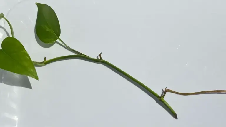 Talea di pothos in acqua: il momento in cui le radici sono pronte per passare al terriccio