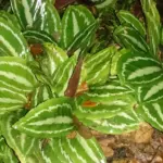 Calathea con bordi secchi: cosa osservare nell’ambiente prima di aumentare le annaffiature
