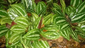 Calathea con bordi secchi: cosa osservare nell’ambiente prima di aumentare le annaffiature