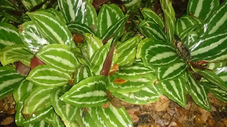 Calathea con bordi secchi: cosa osservare nell’ambiente prima di aumentare le annaffiature