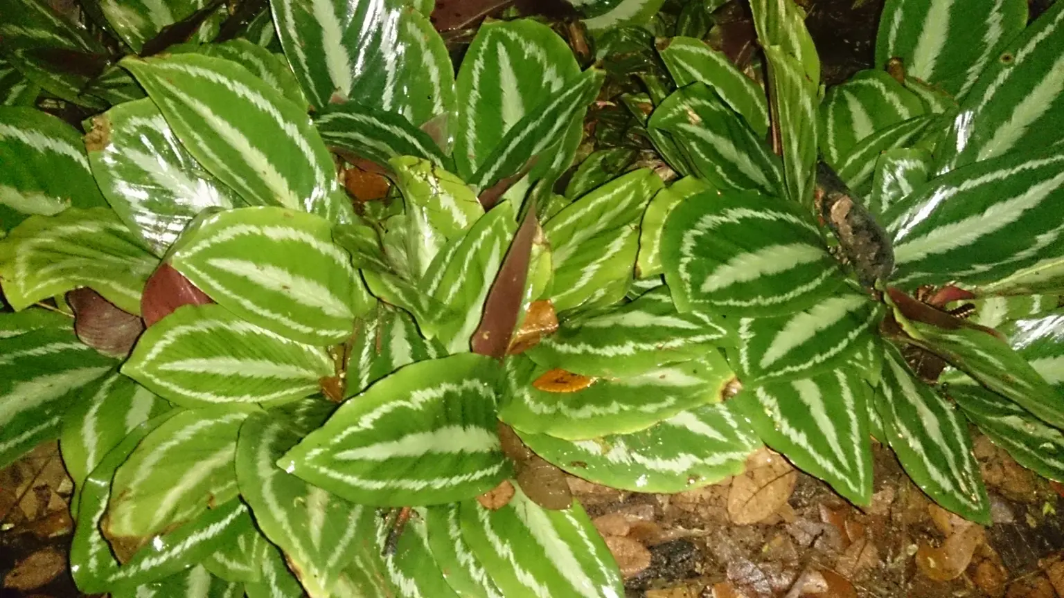 Calathea con bordi secchi: cosa osservare nell’ambiente prima di aumentare le annaffiature