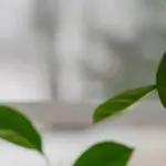 Pianta vicino alla finestra in autunno: perché la stessa posizione estiva può cambiare completamente