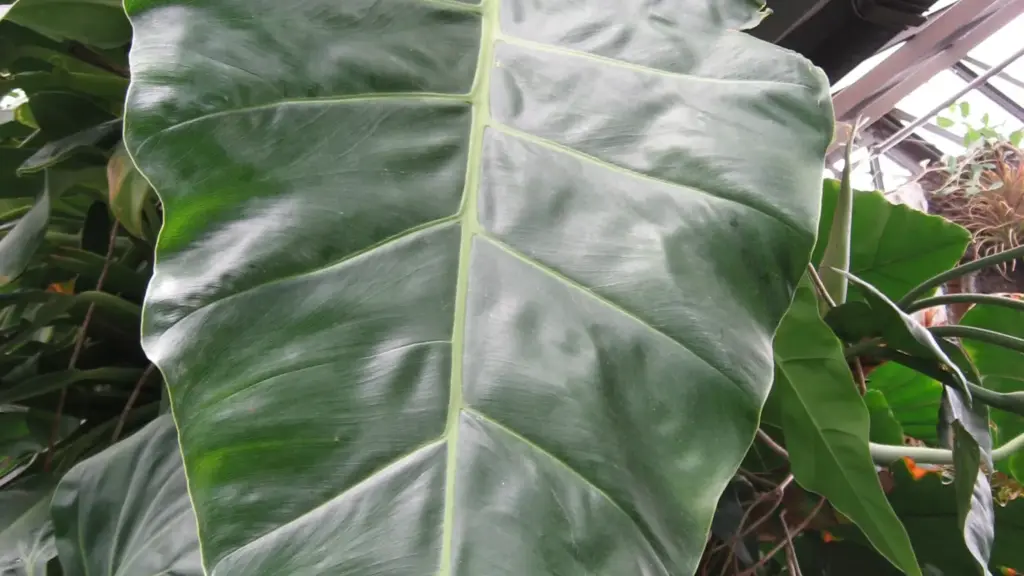 Philodendron con internodi più lunghi: cosa osservare nella luce prima di cambiare vaso o concime