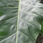 Philodendron con internodi più lunghi: cosa osservare nella luce prima di cambiare vaso o concime