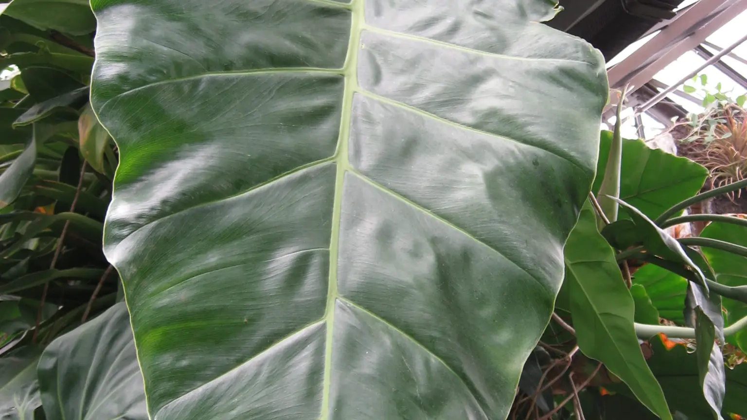 Philodendron con internodi più lunghi: cosa osservare nella luce prima di cambiare vaso o concime