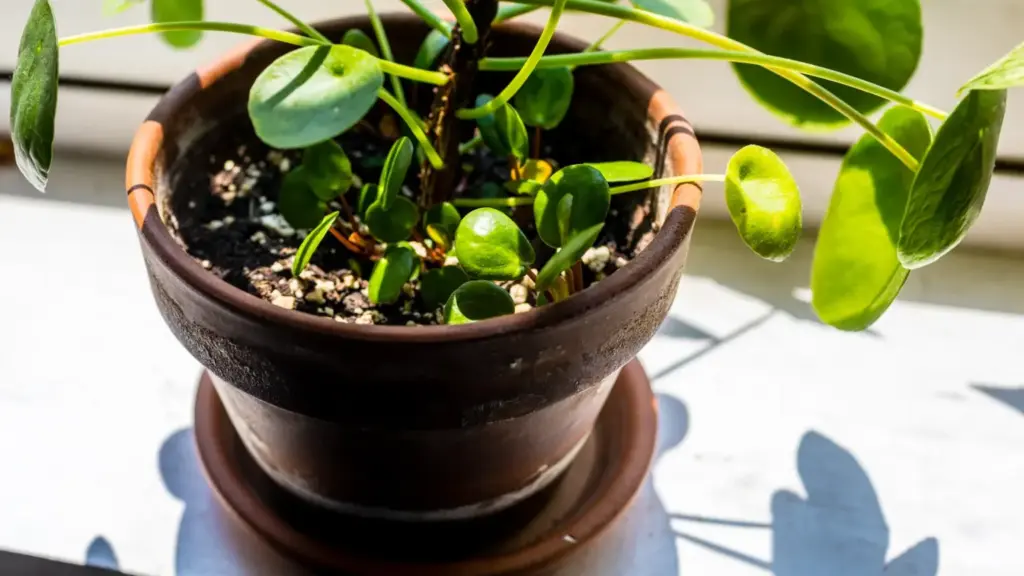 Pilea che cresce inclinata verso la finestra: come ruotarla senza trasformare la cura in una routine eccessiva