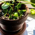 Pilea che cresce inclinata verso la finestra: come ruotarla senza trasformare la cura in una routine eccessiva