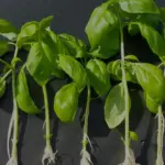 Talea con radici lunghe ma poche ramificazioni: cosa osservare prima del passaggio dall’acqua al substrato