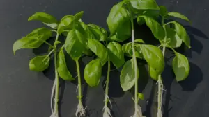 Talea con radici lunghe ma poche ramificazioni: cosa osservare prima del passaggio dall’acqua al substrato