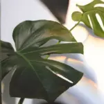 Monstera con foglie orientate tutte verso la finestra: cosa dice la direzione della crescita prima di cambiare posto