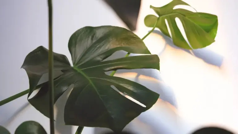 Monstera con foglie orientate tutte verso la finestra: cosa dice la direzione della crescita prima di cambiare posto