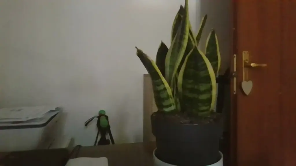 Sansevieria in un angolo poco luminoso: cosa cambia tra sopravvivere e mantenere una crescita equilibrata