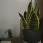 Sansevieria in un angolo poco luminoso: cosa cambia tra sopravvivere e mantenere una crescita equilibrata