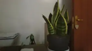Sansevieria in un angolo poco luminoso: cosa cambia tra sopravvivere e mantenere una crescita equilibrata