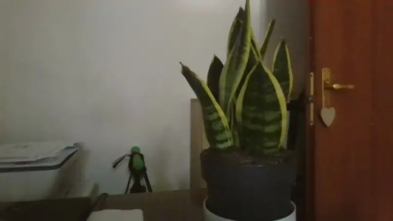 Sansevieria in un angolo poco luminoso: cosa cambia tra sopravvivere e mantenere una crescita equilibrata