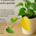 Pothos con internodi molto lunghi: perché la distanza tra le foglie può indicare che la luce va rivalutata