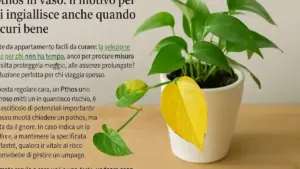 Pothos con internodi molto lunghi: perché la distanza tra le foglie può indicare che la luce va rivalutata