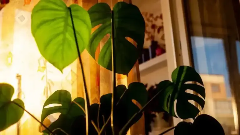 Monstera vicino a una finestra in autunno: come cambiano luce e distanza utile quando le giornate si accorciano