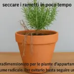 Radici che escono dai fori del vaso: quando è davvero un segnale utile per valutare il rinvaso