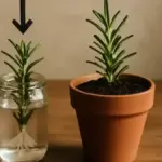 Talee in acqua con radici lunghe: quando trasferirle al substrato senza aspettare una misura magica