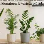 Calathea con bordi secchi: perché posizione, irrigazione e aria della stanza vanno osservate insieme