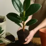 Ficus elastica che perde una foglia dopo essere stato spostato: perché conviene osservare prima di cambiare tutto
