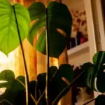Philodendron che si inclina verso la finestra: quando ruotare il vaso e quando migliorare la posizione