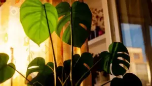 Philodendron che si inclina verso la finestra: quando ruotare il vaso e quando migliorare la posizione