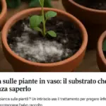 Substrato compattato in superficie: perché rompere solo la crosta non risolve sempre il problema nel vaso
