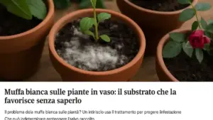 Substrato compattato in superficie: perché rompere solo la crosta non risolve sempre il problema nel vaso