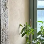 Pianta in casa con poca luce d’autunno: quali cambiamenti osservare prima di spostare il vaso