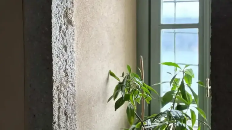 Pianta in casa con poca luce d’autunno: quali cambiamenti osservare prima di spostare il vaso