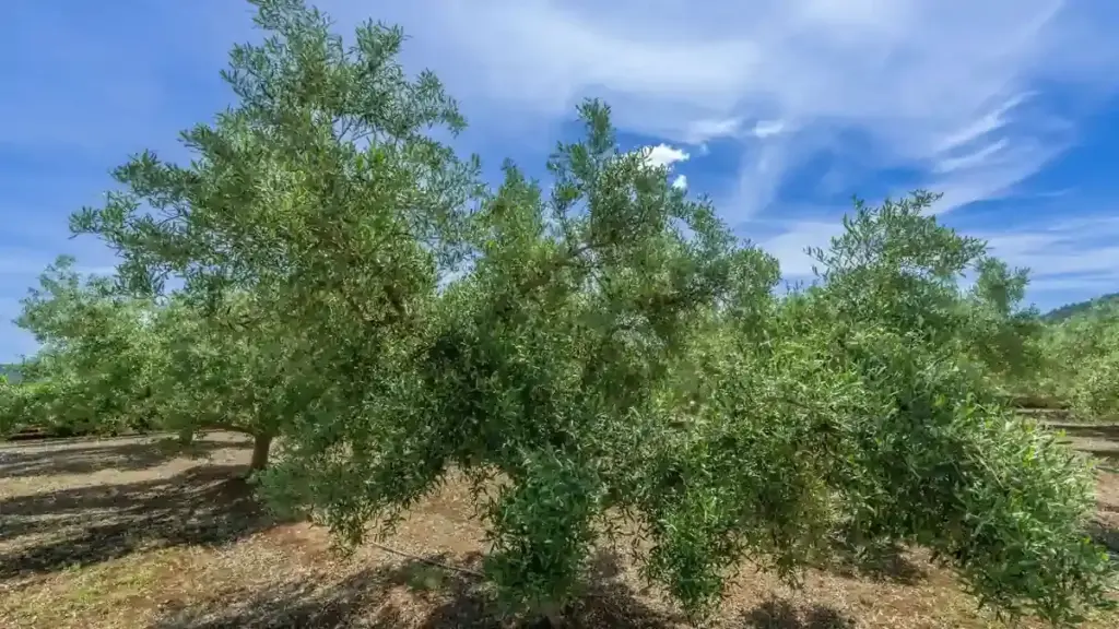 Olivo dopo la raccolta: quali osservazioni annotare per valutare la produzione dell’anno prossimo