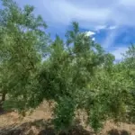 Olivo dopo la raccolta: quali osservazioni annotare per valutare la produzione dell’anno prossimo